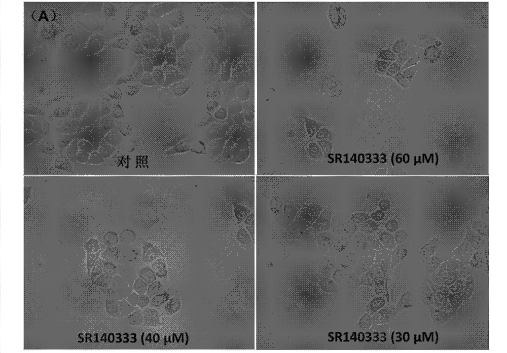 Application of antagonist SR140333 of neurokinin receptor in hepatoma treatment