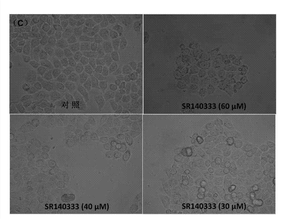 Application of antagonist SR140333 of neurokinin receptor in hepatoma treatment