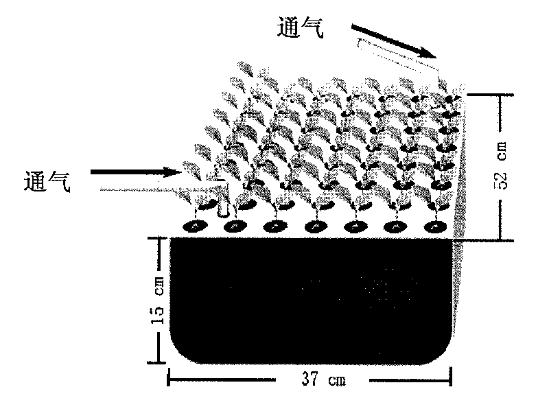 Establishment for Malus hydroponic system