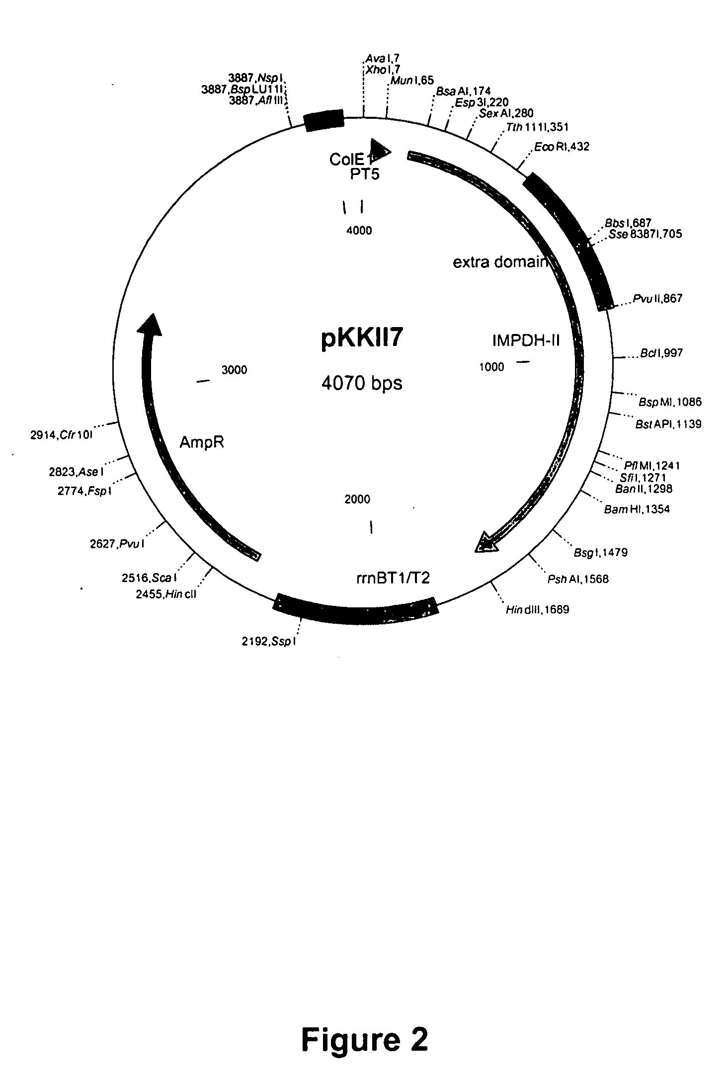 Modified inosine monophosphate dehydrogenases