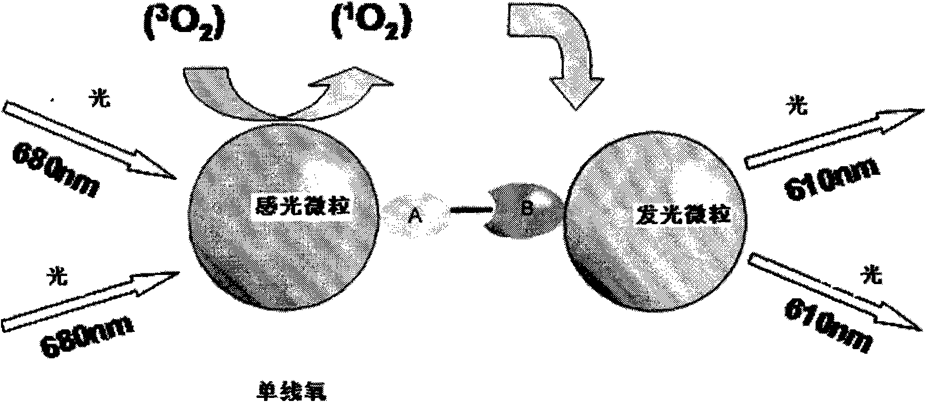 Fetus alpha globulin detection particles, preparation thereof and application thereof