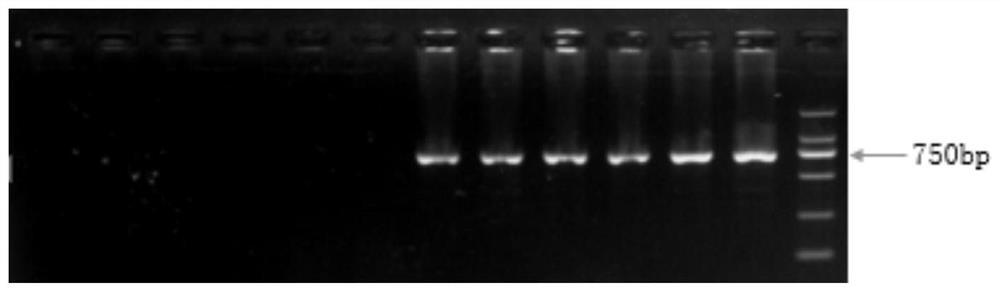 Method for developing hypophthalmichthys nobilis sex determination molecular marker by taking Gapdh gene as reference