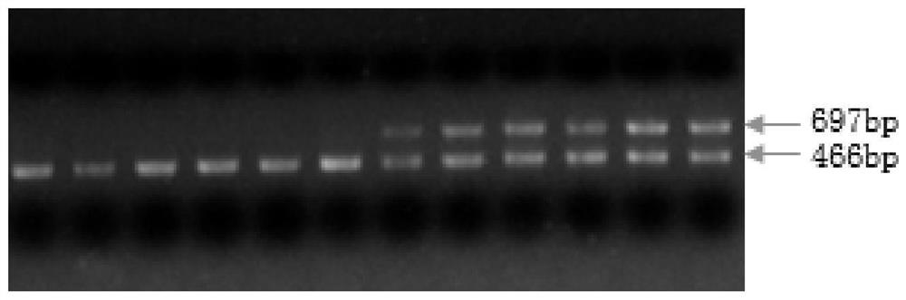 Method for developing hypophthalmichthys nobilis sex determination molecular marker by taking Gapdh gene as reference