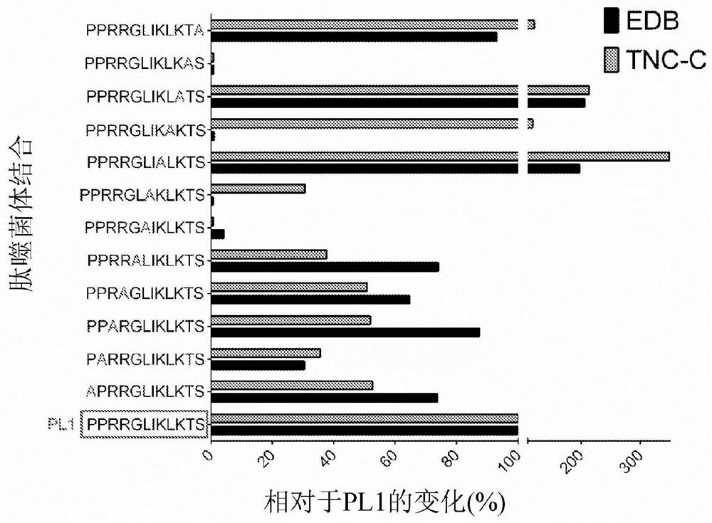 Bi-specific extracellular matrix binding peptides and methods of use thereof