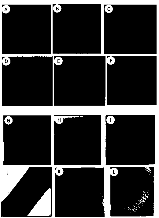 Fusarium oxyxporum f.sp. niveum type strain FON-GFP (Fusarium oxyxporum f.sp. niveum-green fluorescent protein) for expressing GFP as well as preparation method and application of strain