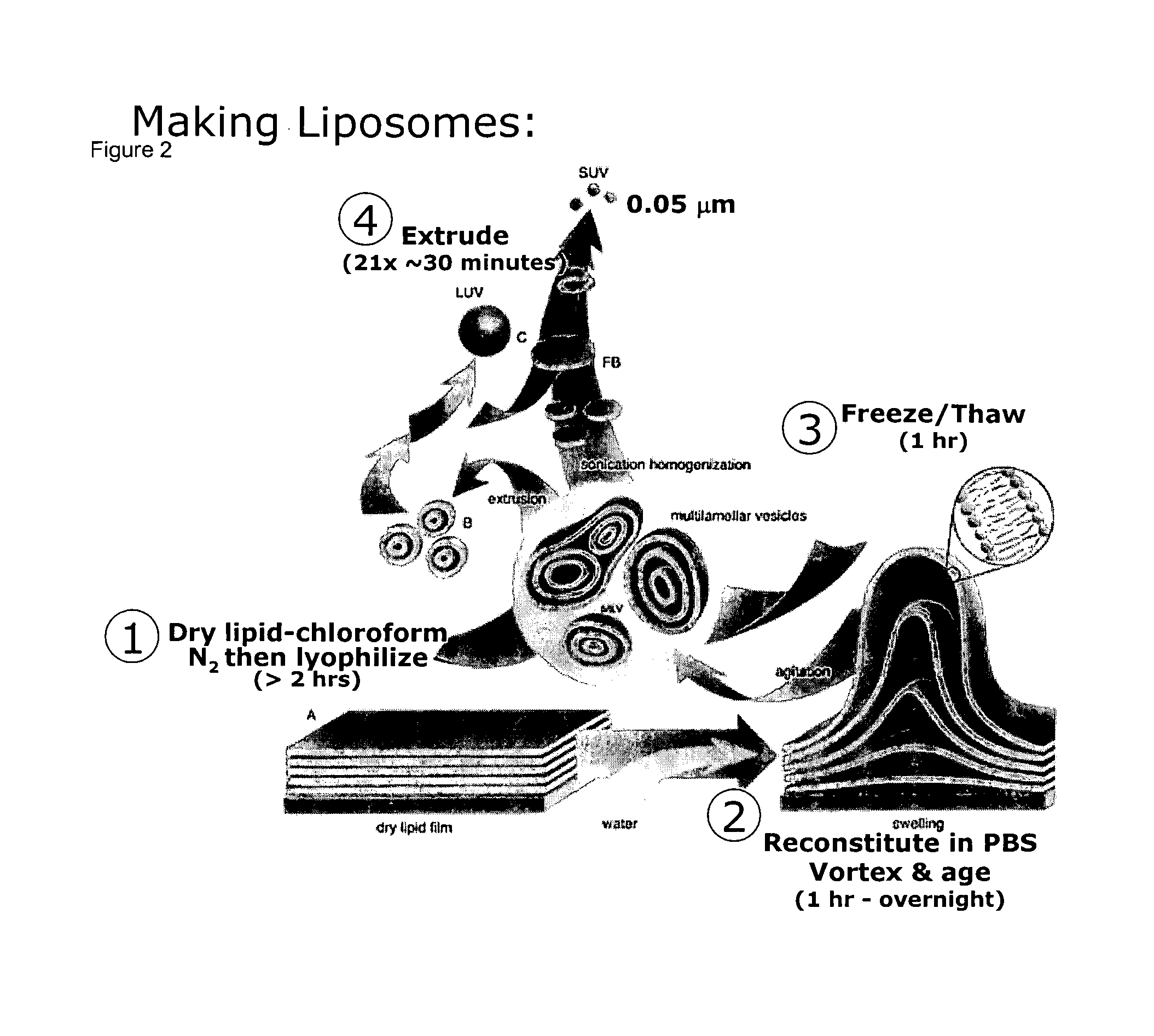 Proteolipid membrane and lipid membrane biosensor