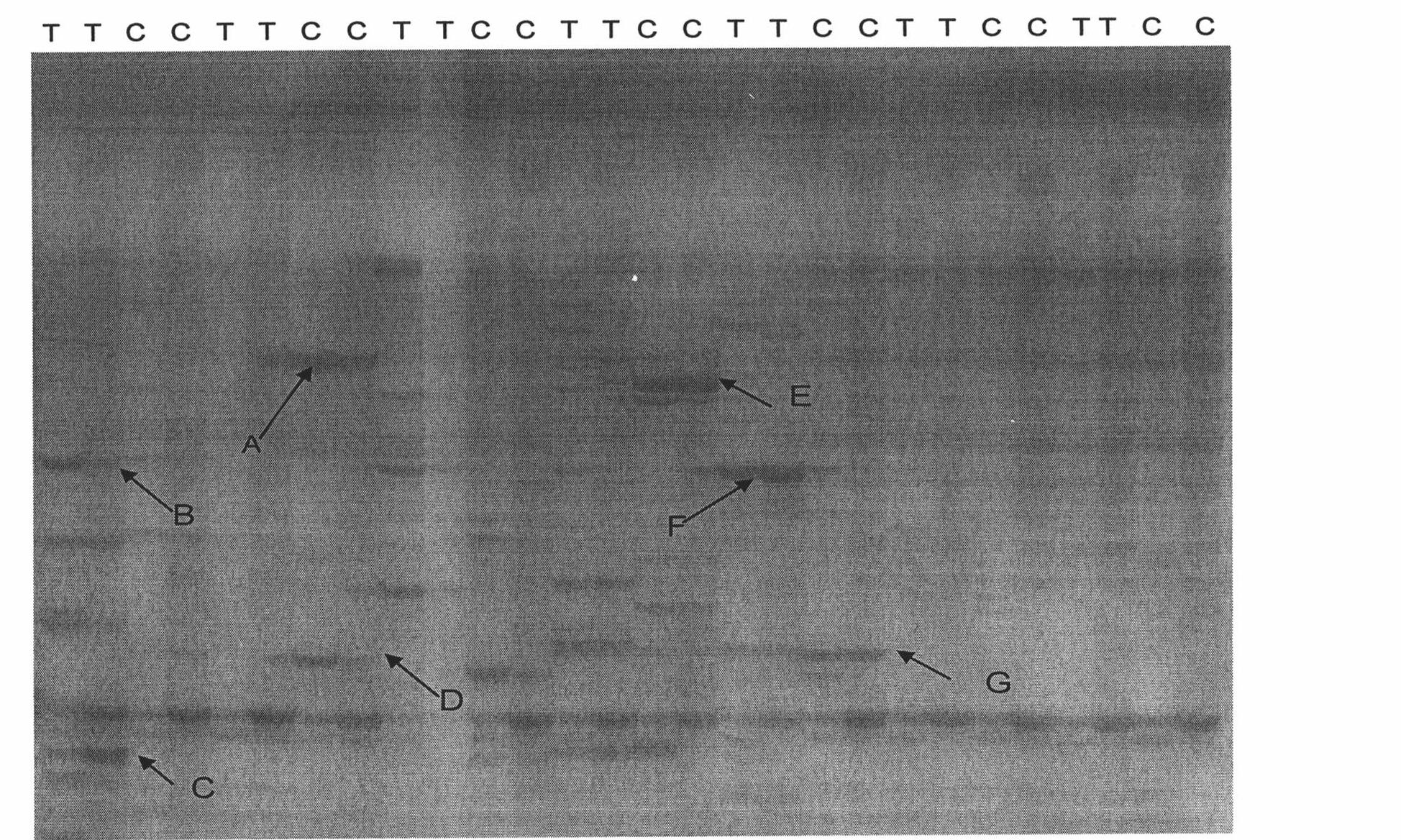 Plant stress tolerance correlative protein kinase, encoding gene and application thereof