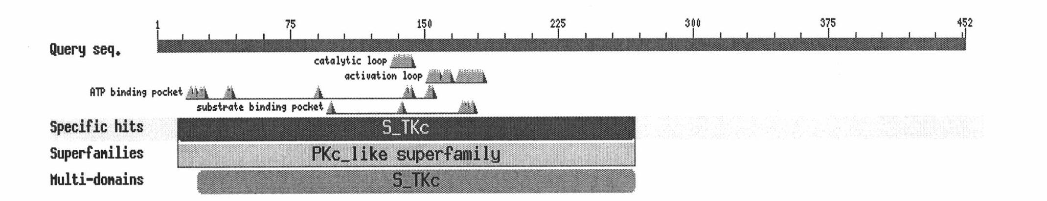 Plant stress tolerance correlative protein kinase, encoding gene and application thereof