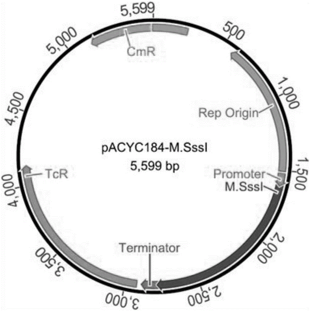 Method for protecting efficient recombinant expression of restriction enzymes by virtue of methylase