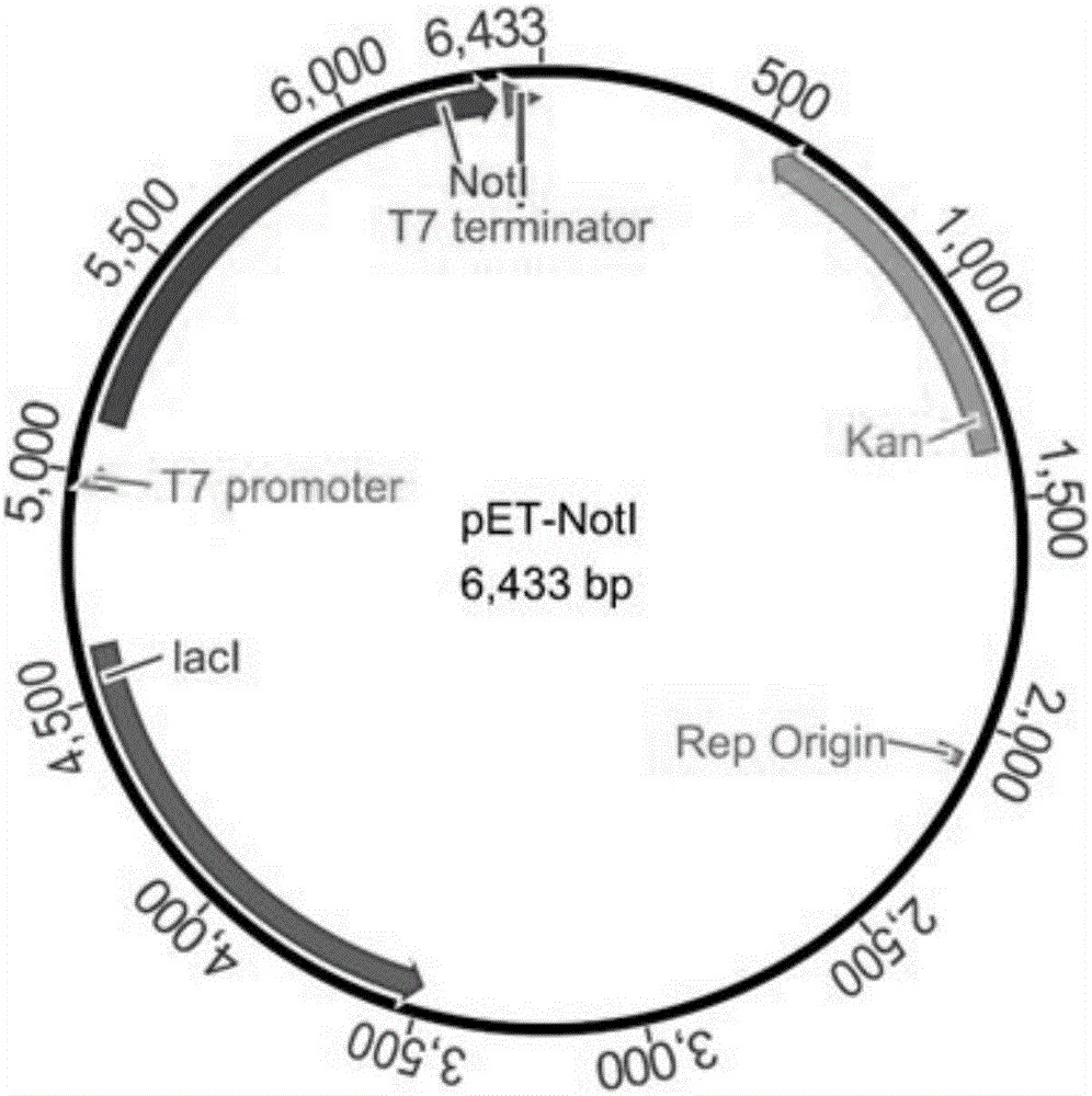 Method for protecting efficient recombinant expression of restriction enzymes by virtue of methylase