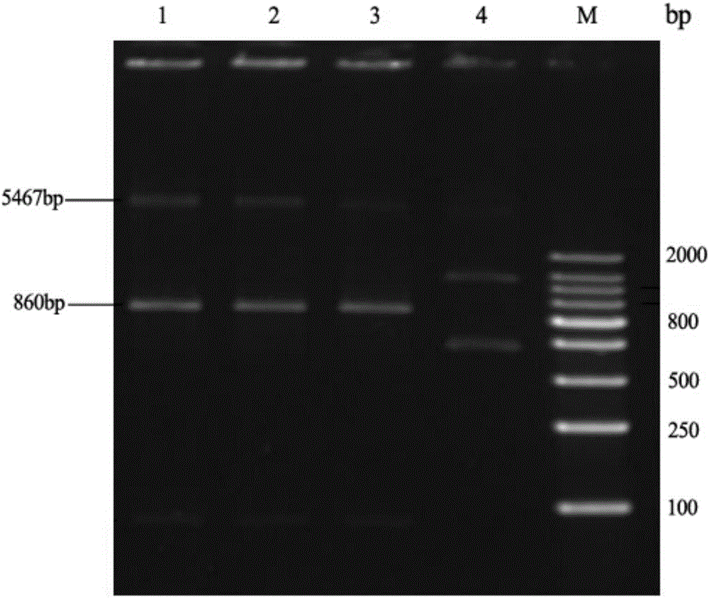 Method for protecting efficient recombinant expression of restriction enzymes by virtue of methylase