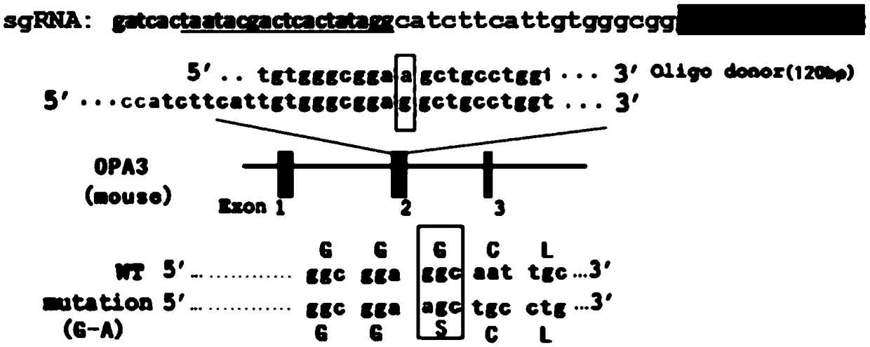 Construction method, construction kit and application of optic atrophy animal model