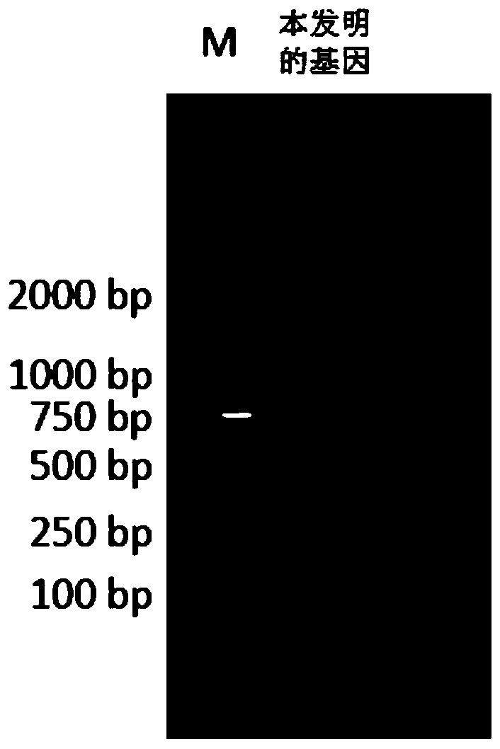 7β-hydroxysteroid dehydrogenase gene y1-b-1