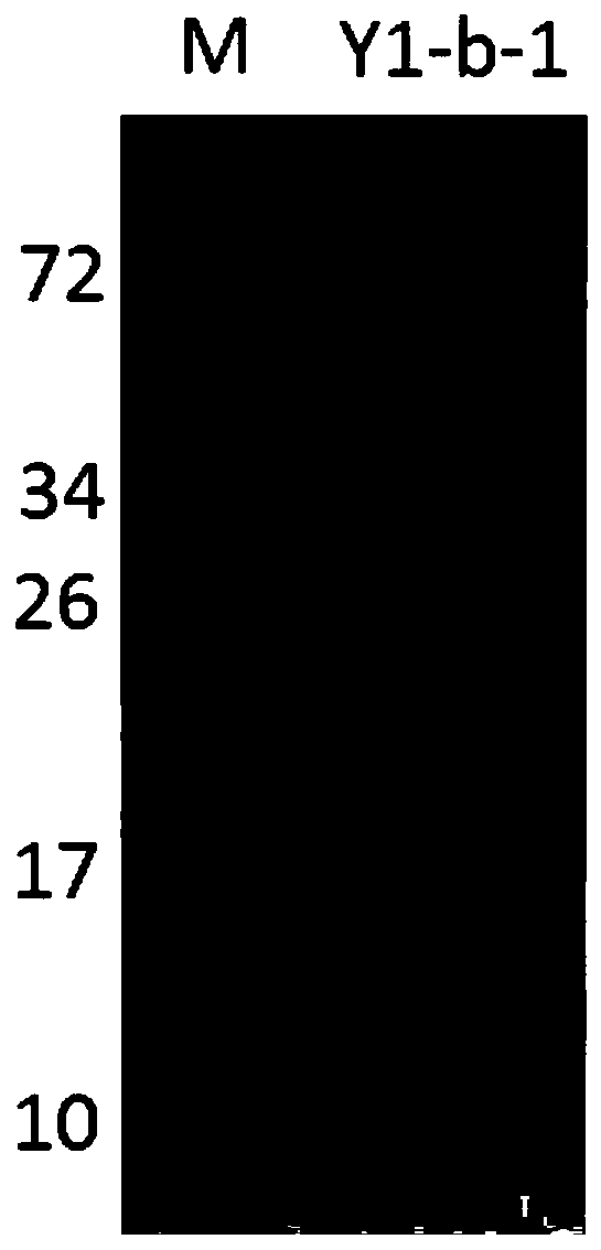 7β-hydroxysteroid dehydrogenase gene y1-b-1