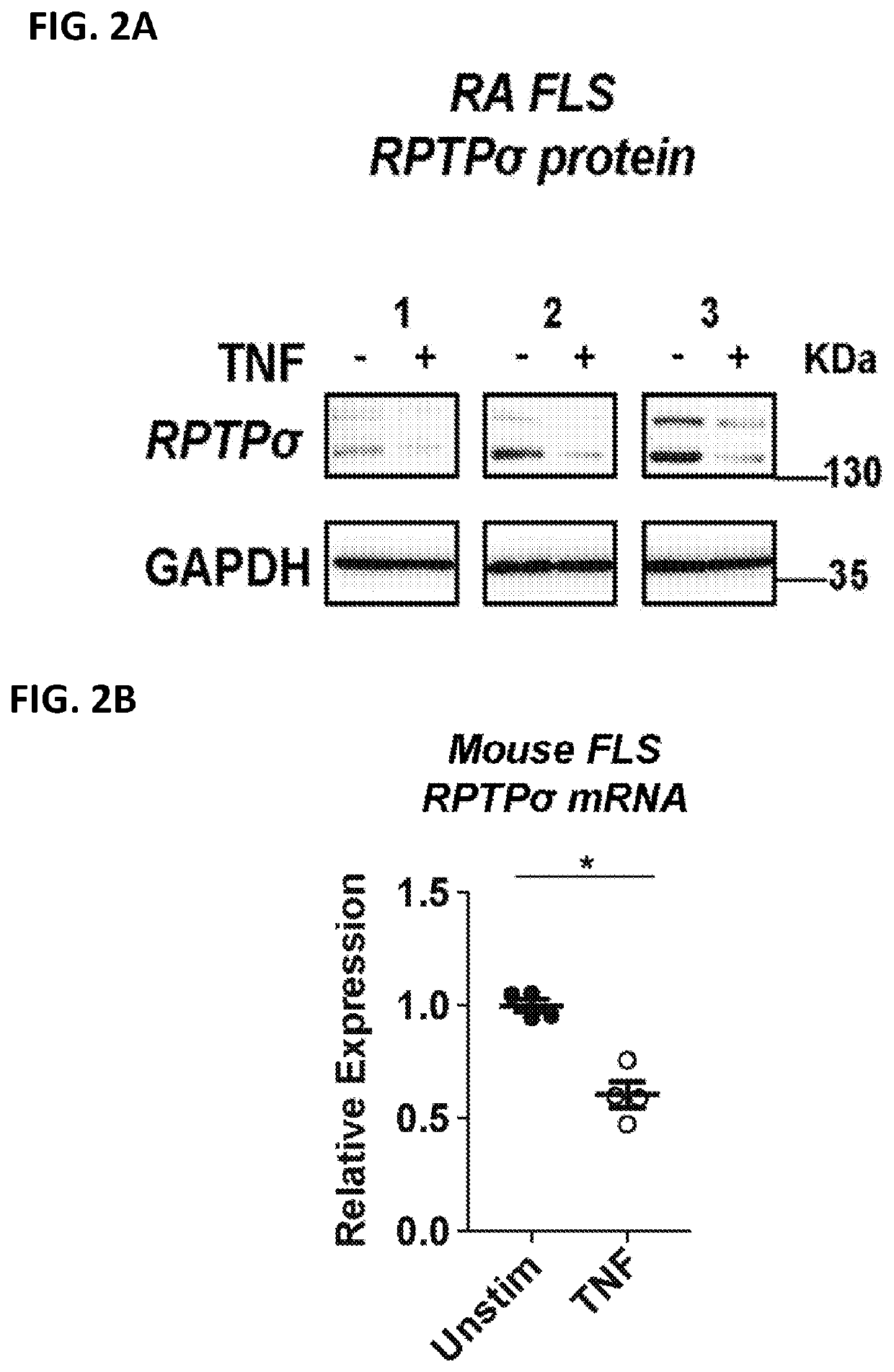 Ptprs and proteoglycans in rheumatoid arthritis