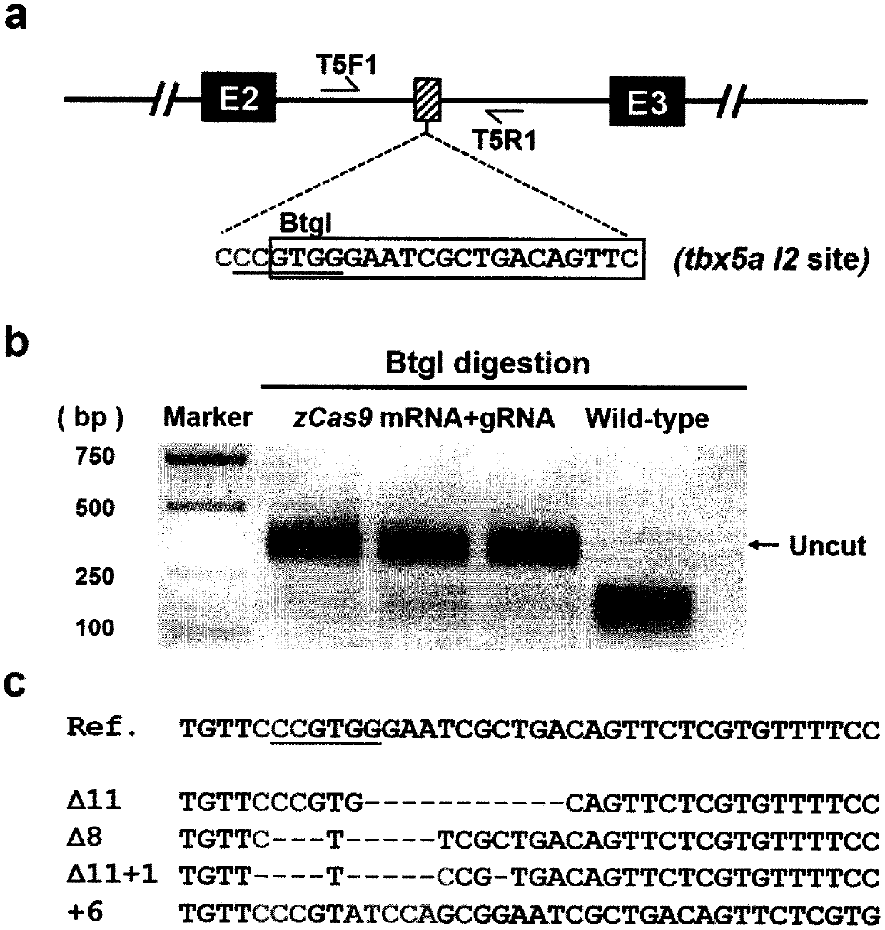 Genome targeted modification method