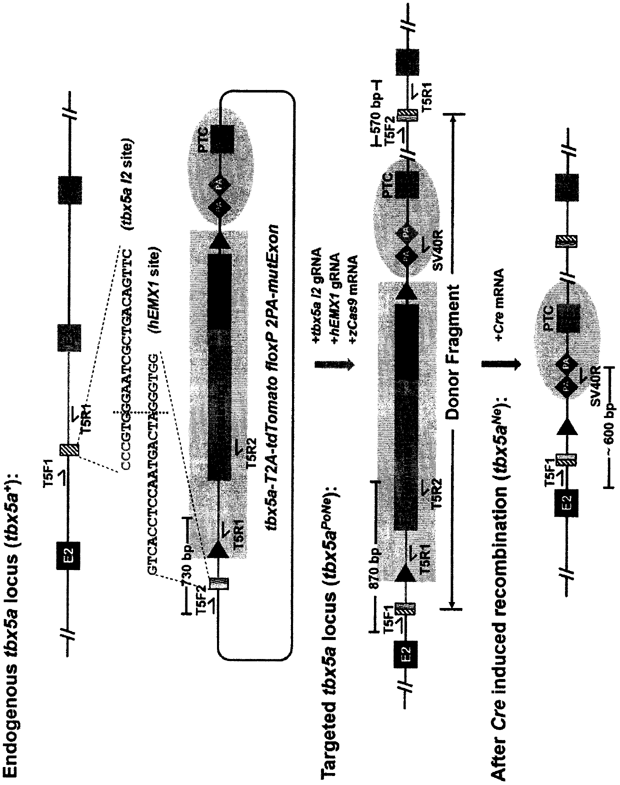 Genome targeted modification method