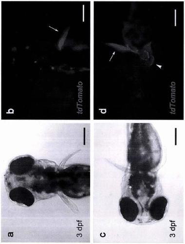 Genome targeted modification method