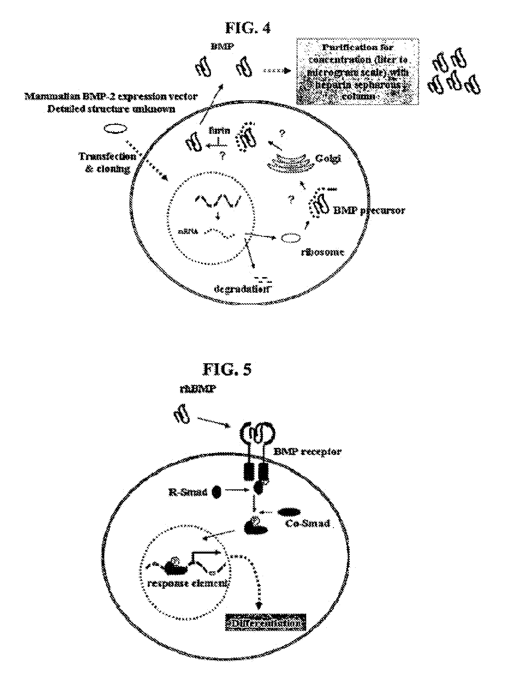 Non-activated polypeptides having a function of tissue regeneration and method for preparing the same