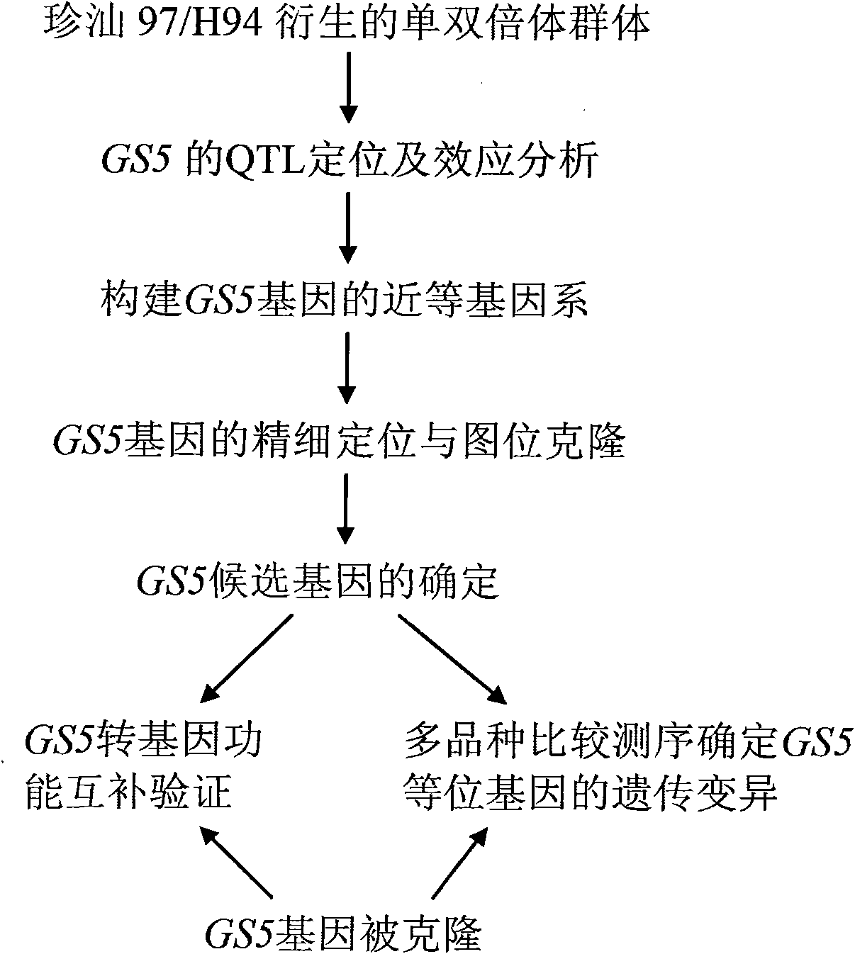 Cloning and application of major gene GS5 capable of controlling width and weight of rice grain