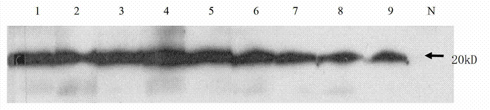 Specific autoantibody of PBC (primary biliary cirrhosis) and application