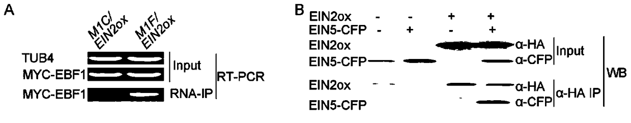 Application of ein2 protein in repressing gene expression