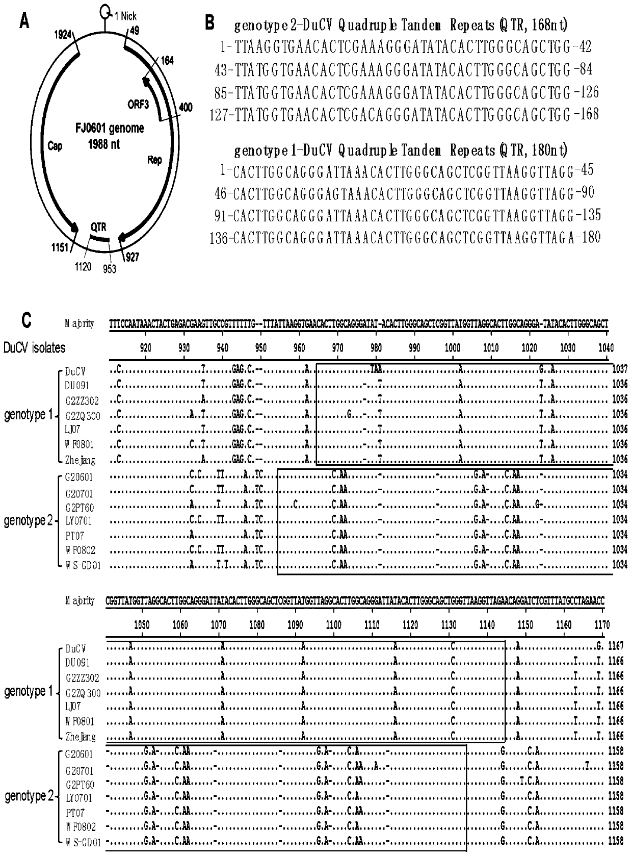 A kind of duck circovirus tandem repeat sequence and its application