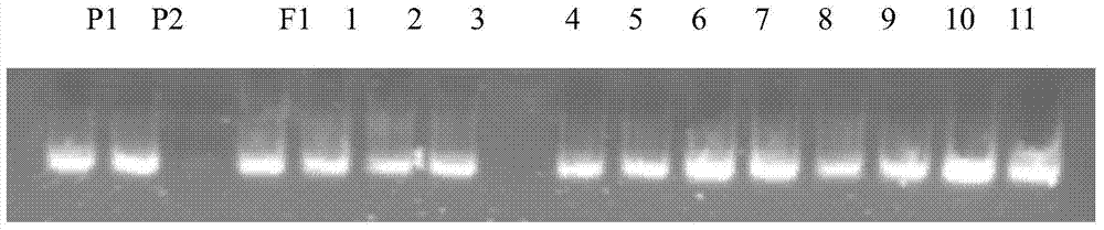 SSR molecular mark for identification of self-incompatibility of brassica campestris ssp. chinensis Makino, and application thereof