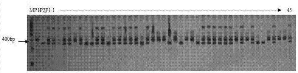 SSR molecular mark for identification of self-incompatibility of brassica campestris ssp. chinensis Makino, and application thereof