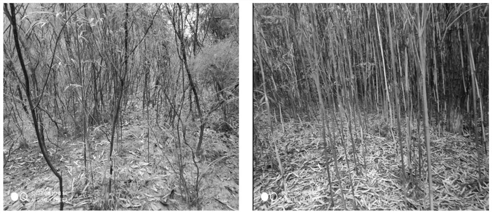 A plant storage and sand-fixation system in the hilly valley of the Bengang area