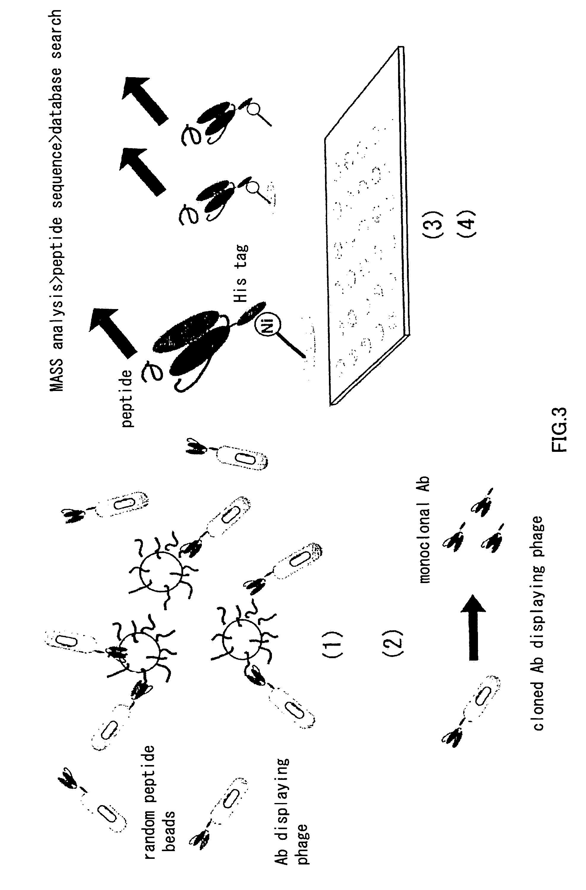 Artificial antibody library with super-repertory