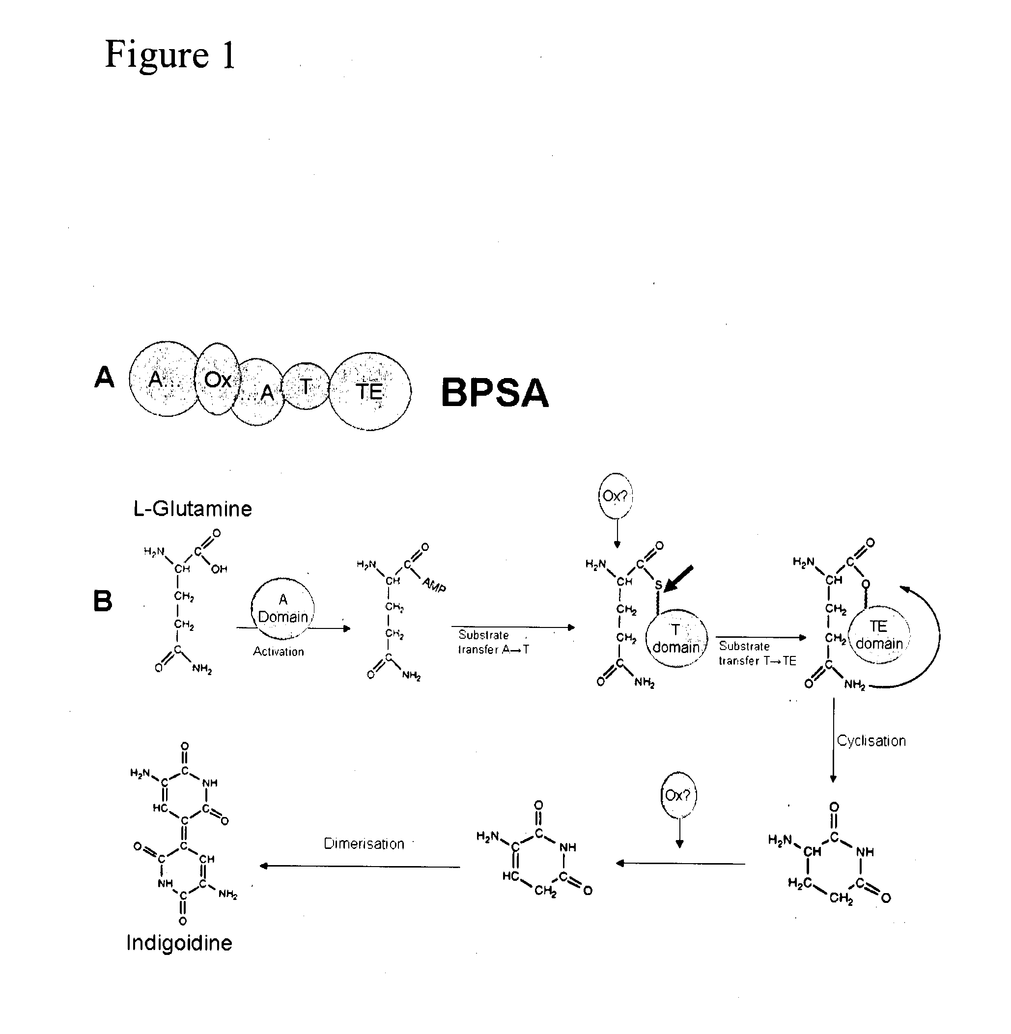 Methods of Identifying and Characterizing Natural Product Gene Clusters