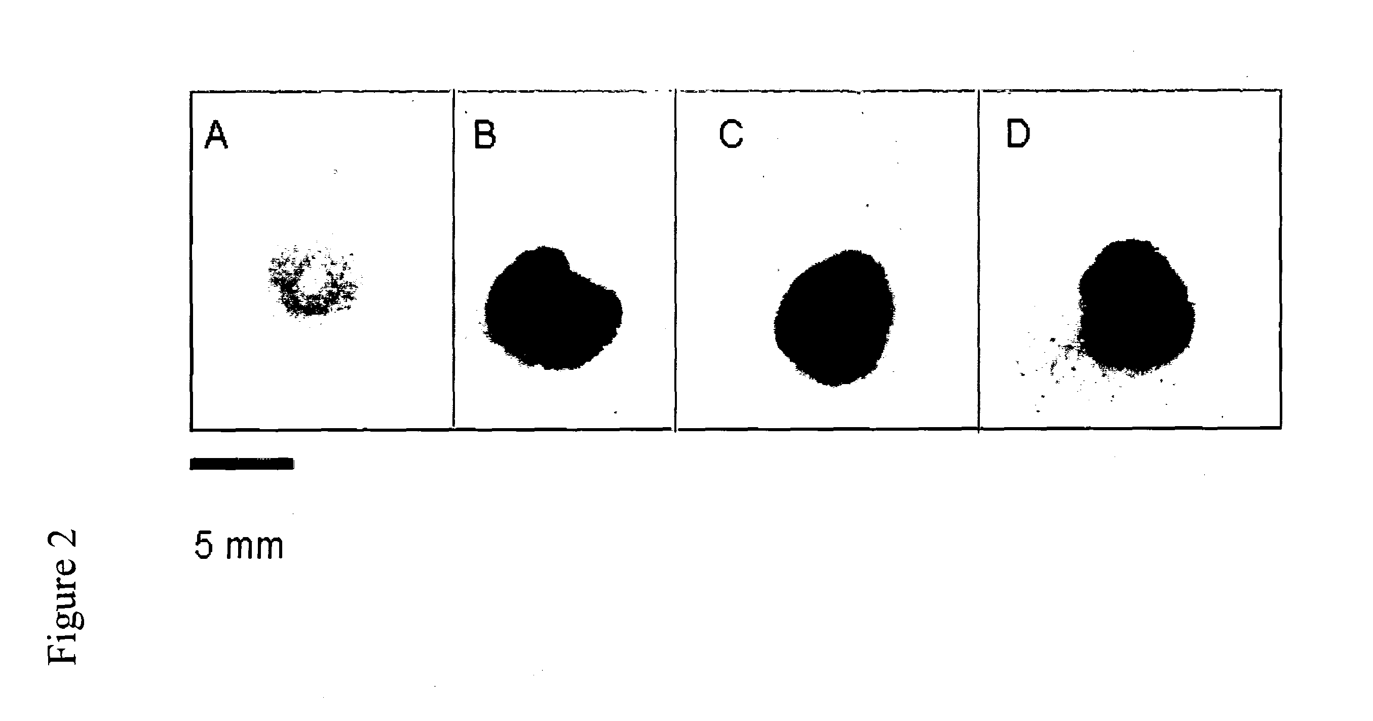 Methods of Identifying and Characterizing Natural Product Gene Clusters