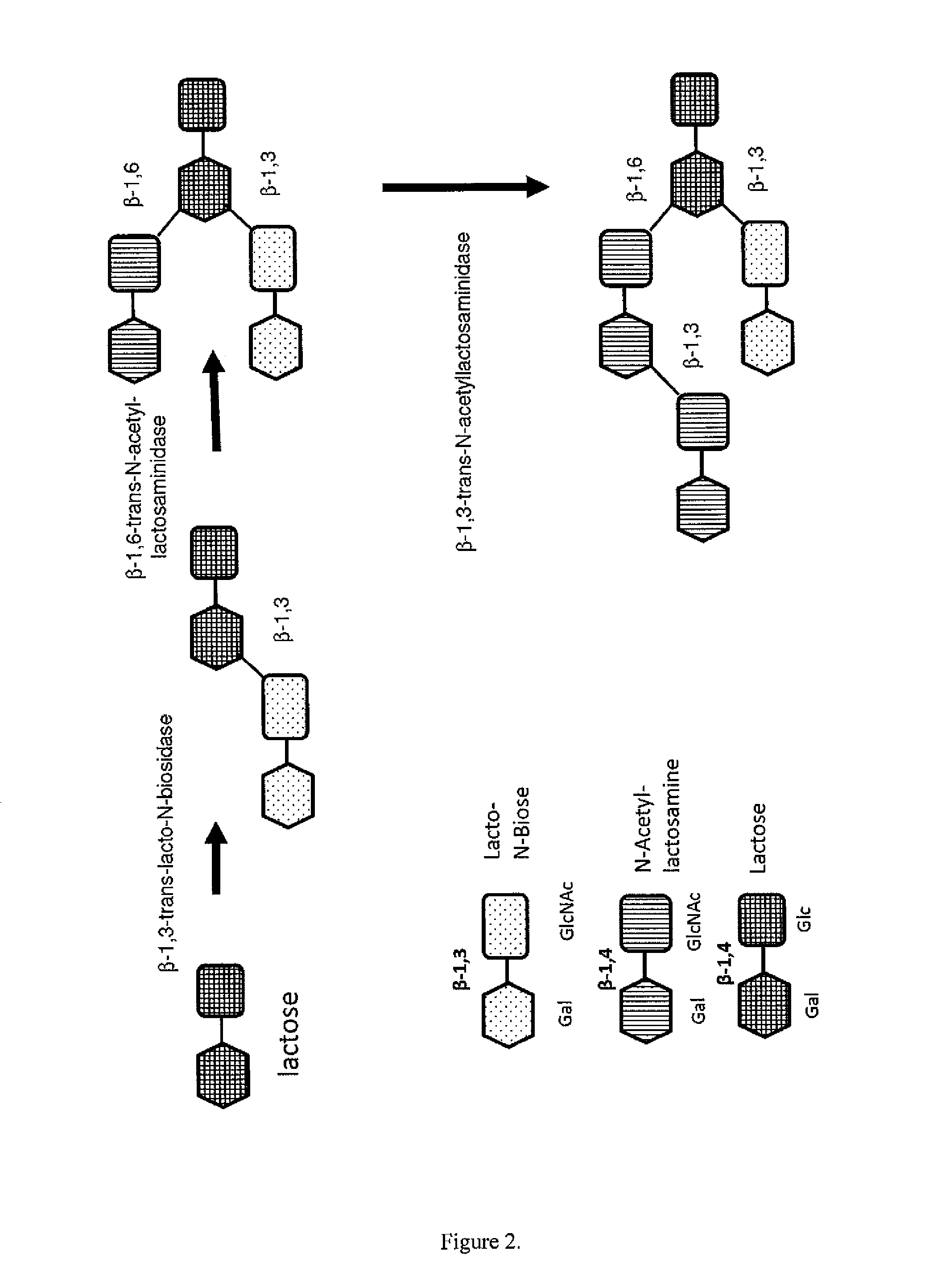 METHOD FOR GENERATING HUMAN MILK OLIGOSACCHARIDES (HMOs) OR PRECURSORS THEREOF