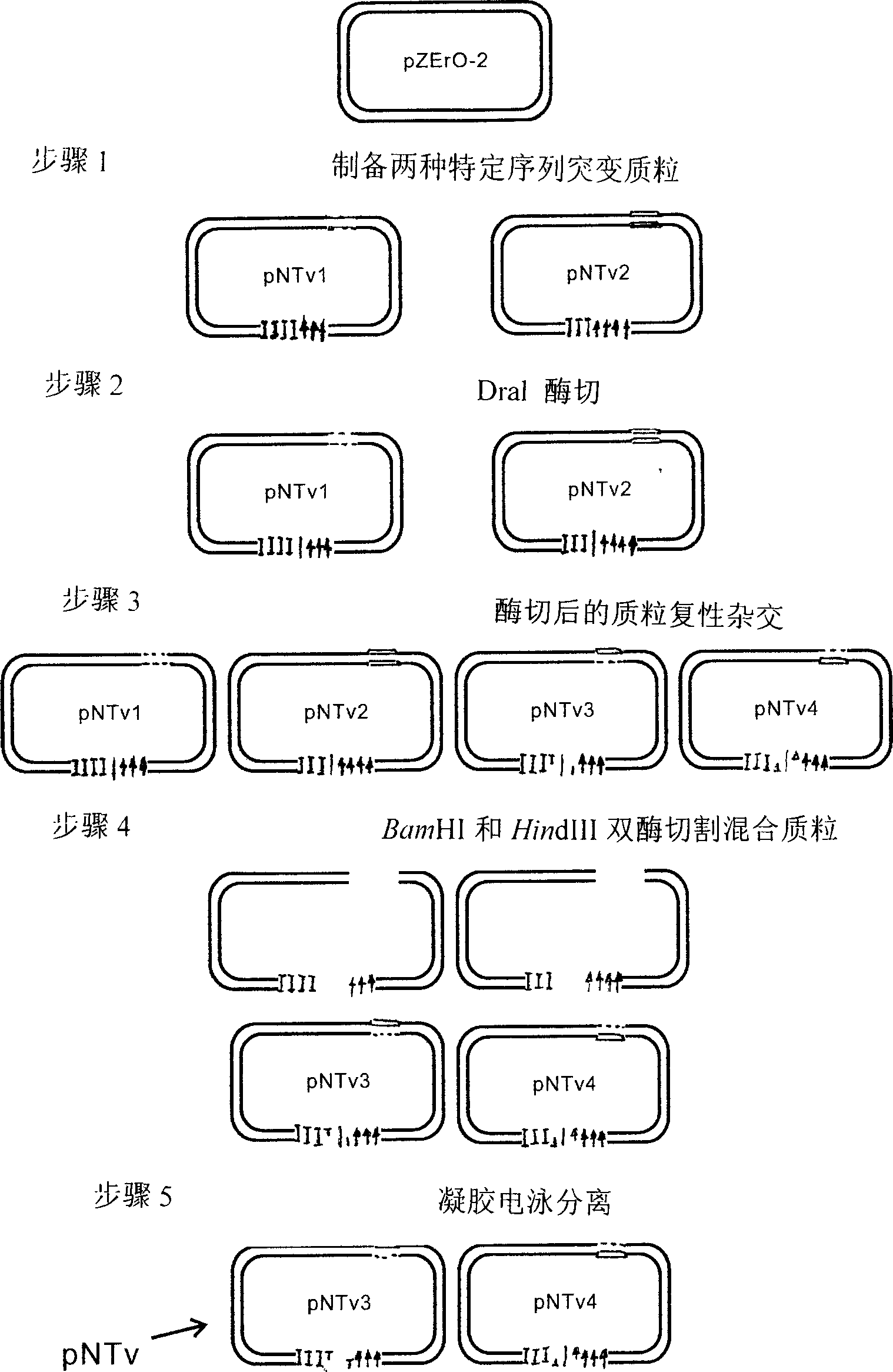 Preparation method of T vector for T-A cloning