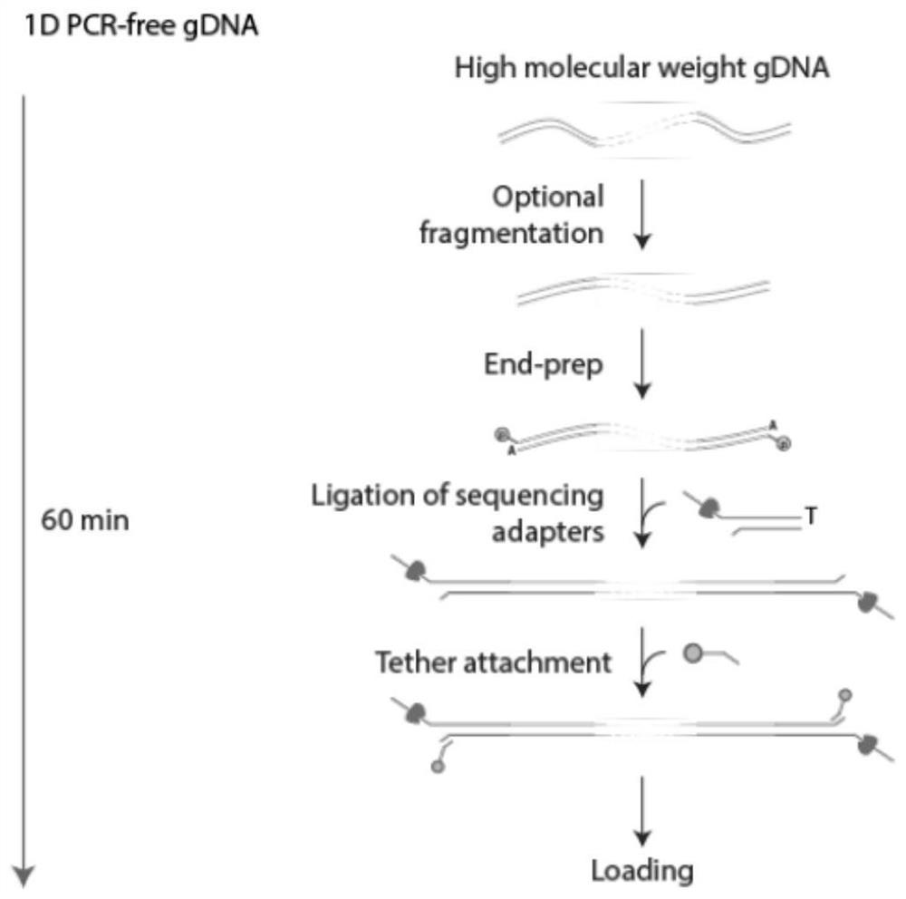 Method for detecting new resistance genes in environmental sample based on Nanopore metagenome sequencing