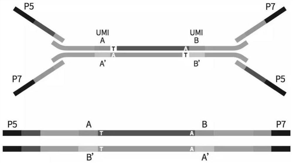 Ultramicro nucleic acid sample library building method applied to NGS platform