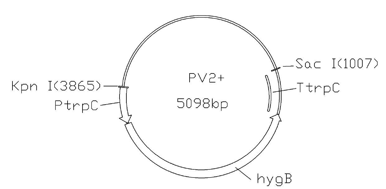 Method for obtaining strain capable of expressing lipase effectively