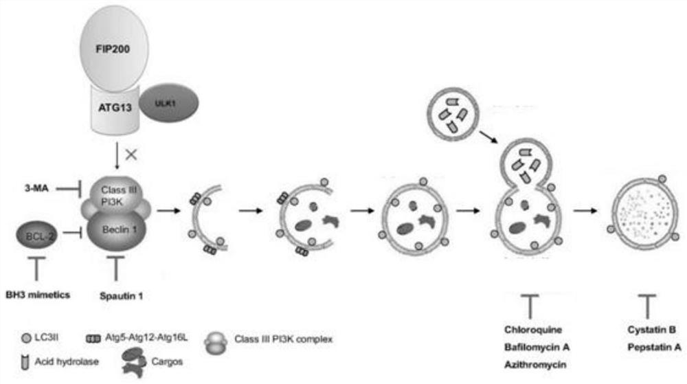 A kind of autophagy inhibitory polypeptide