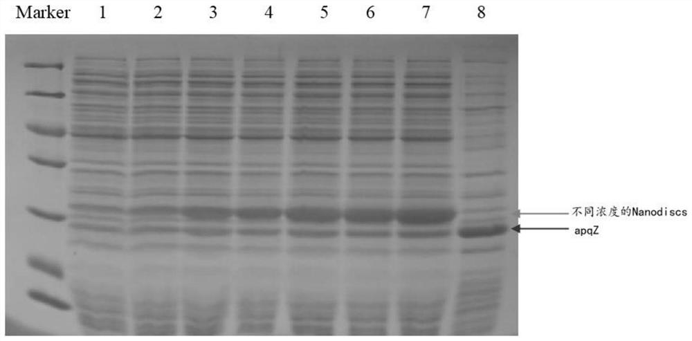 Membrane scaffold protein, phospholipid nanodisk and nanoparticle as well as preparation methods thereof