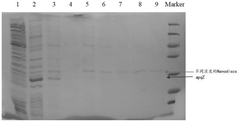 Membrane scaffold protein, phospholipid nanodisk and nanoparticle as well as preparation methods thereof