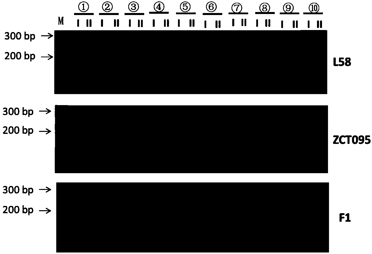 SNP (single nucleotide polymorphism) genotyping method and application thereof