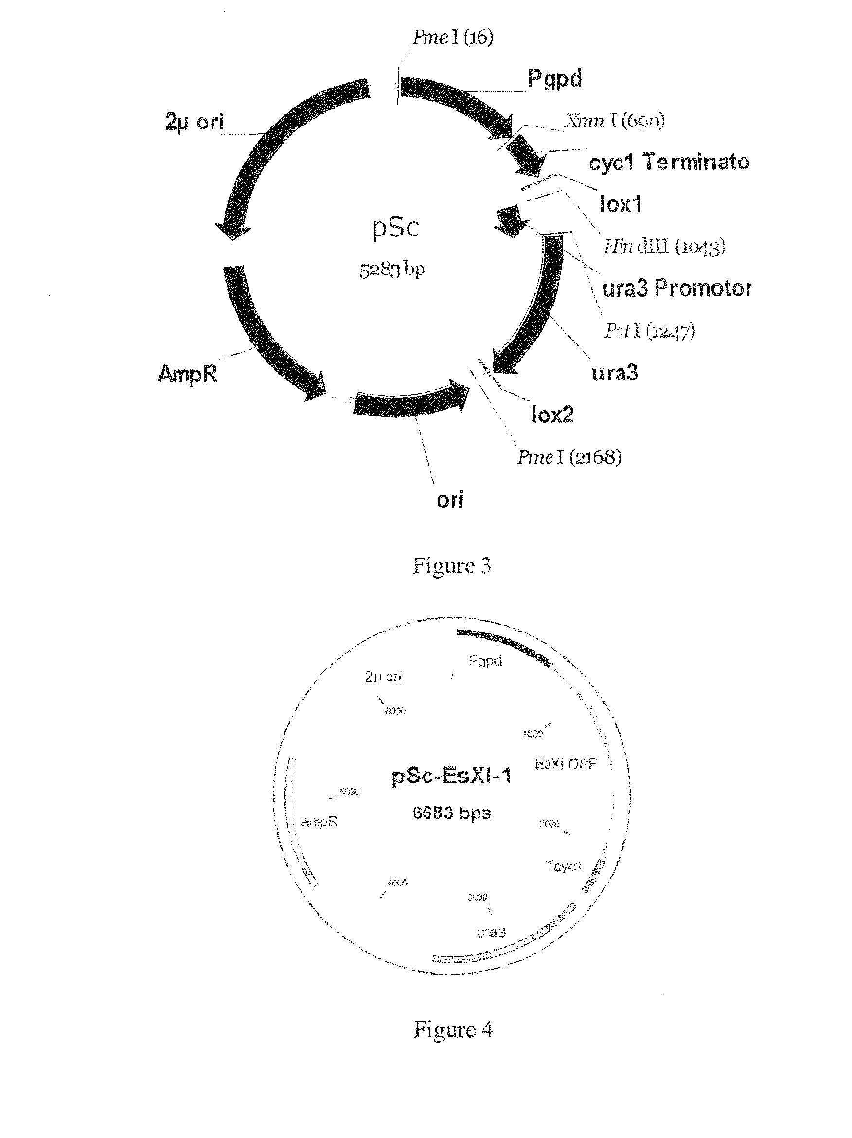 Pentose fermenting microorganisms