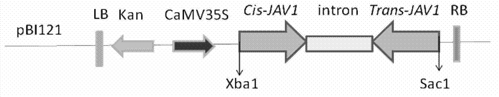 Applications of arabidopis thaliana JAV1 protein and coding gene of arabidopsis thaliana JAV1 protein in regulation of plant disease resistance and insect resistance