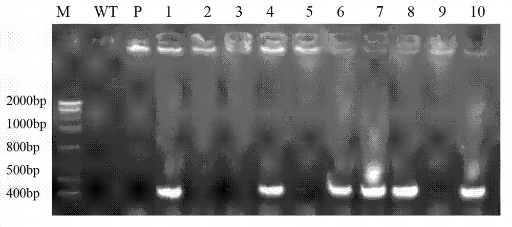 Applications of arabidopis thaliana JAV1 protein and coding gene of arabidopsis thaliana JAV1 protein in regulation of plant disease resistance and insect resistance