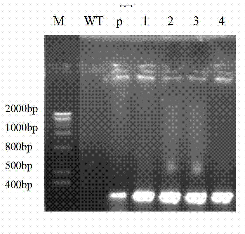 Applications of arabidopis thaliana JAV1 protein and coding gene of arabidopsis thaliana JAV1 protein in regulation of plant disease resistance and insect resistance