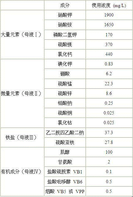 Anthurium rapid propagation method