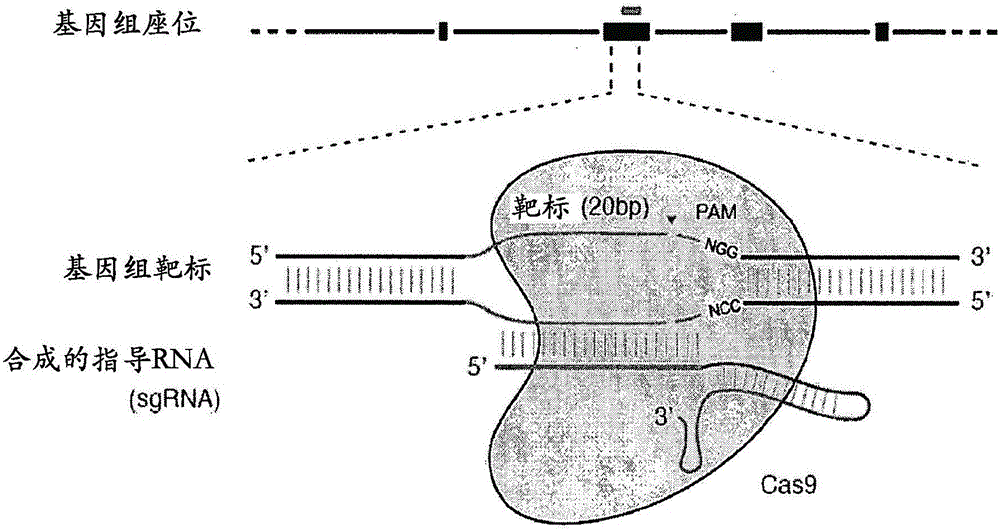 Delivery, engineering and optimization of systems, methods and compositions for targeting and modeling diseases and disorders of post mitotic cells