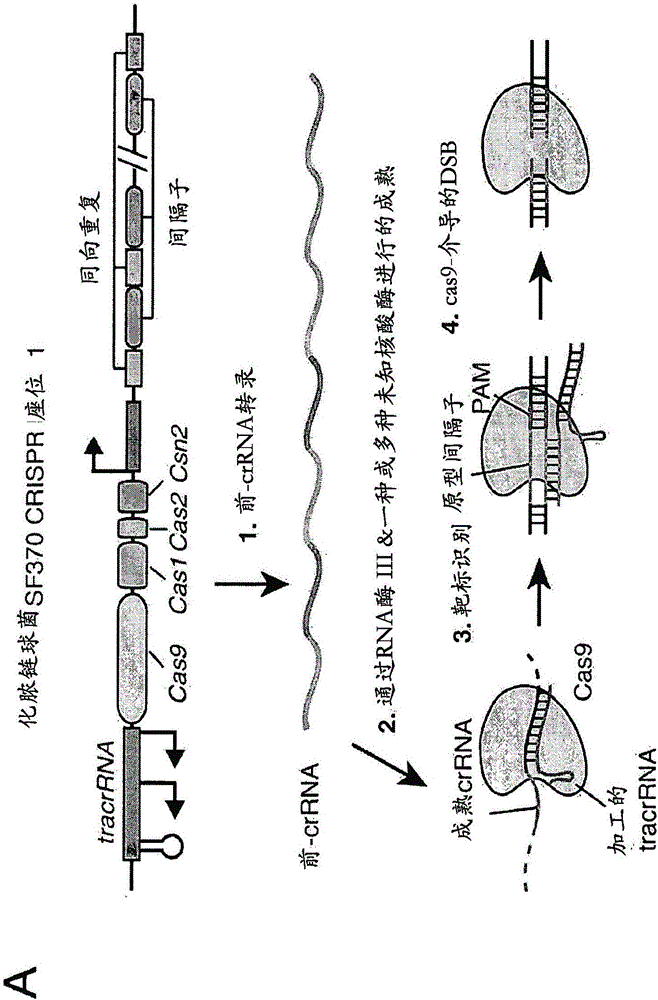 Delivery, engineering and optimization of systems, methods and compositions for targeting and modeling diseases and disorders of post mitotic cells