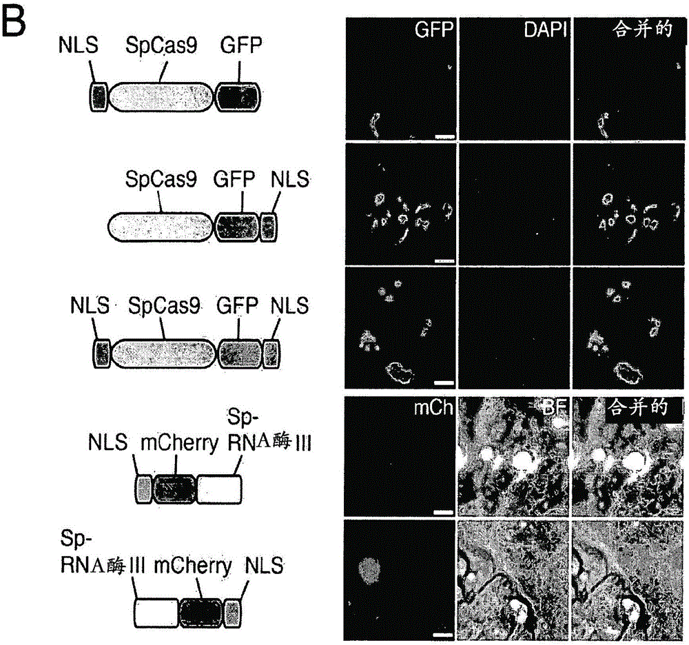 Delivery, engineering and optimization of systems, methods and compositions for targeting and modeling diseases and disorders of post mitotic cells